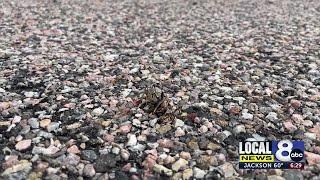 Mormon crickets found in Clark County