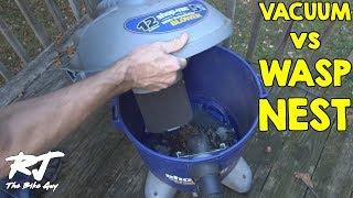 Removing Yellow Jackets From Inside My Wall With Shop Vac Vacuum - Wasps Suck
