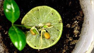 Key Lime Tree from seed