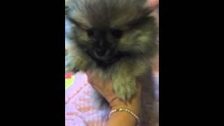 BEAUTIFUL TINY POMERANIAN FOR SALE ARIZONA