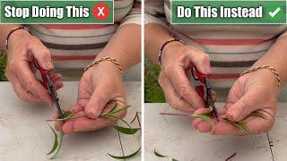 5 Common Propagation Mistakes I See & How To Propagate Successfully