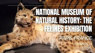 National Museum of Natural History The Felines Exhibition  Paris  France  Things To Do In Paris