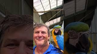 Maleny Botanic Gardens and Bird World #sunshinecoast #maleny #birds