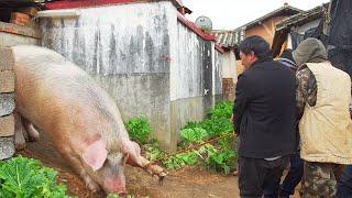 Slaughter the Pig for the New Years Feast  Lucky Food  Xiao Wu Lifestyle in Yunnan