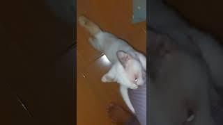 Horor  Digigit Kucing Putih Bermata Biru #Kucing #horor #misteri