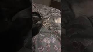 This cat has hilarious reaction to its brother     Kevin McWeeney via ViralHog