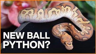 New Ball Python - Now What? Tips For Success