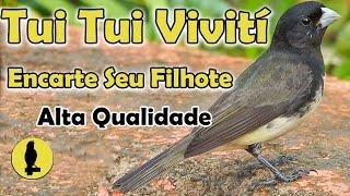 CANTO TUI TUI VIVITI  O MELHOR PRA ENSINAR SEU COLEIRO #CANTODASAVES