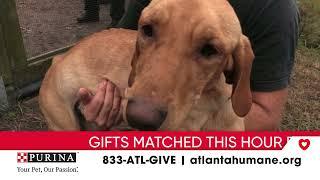 Day of Giving  Atlanta Humane Rescue