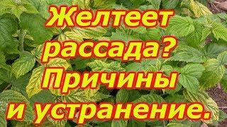 Вот почему у нас рассада всегда зелёная Что делать если пожелтела рассада.