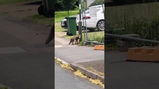 Fox in Broad Daylight in London 