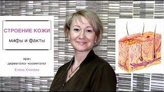 Строение кожи мифы и факты. Косметолог Елена Хлопова.