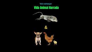 Vida Animal Narrada - Teiú e Galinha e Cachorro