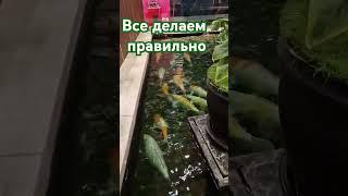 Подошёл крупняк #карпдон #юмор #карпфишинг #carpfishing #рыба #карп #carp