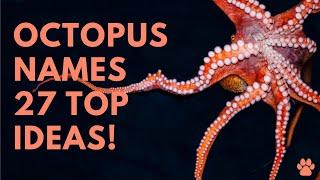  Octopus Names 27 TOP & BEST Ideas  Names