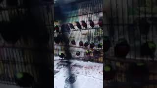 super ambyar super big super murah konin NATUNA beli ecer rasa GROSIR cuma di ADE BIRD SHOP