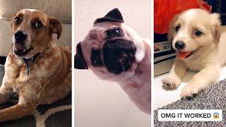 Funniest DOGS compilation on the internet 