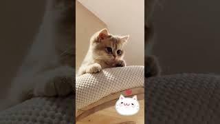 Funny Cats  #cats #funny #funnyanimals #shortsvideo #fypシ゚viral