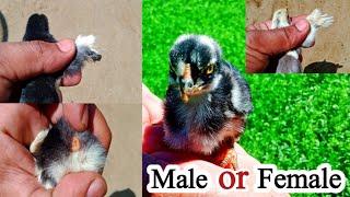 How to Identify Male and Female Chicks with Dr ARSHAD  Aseel Chickens