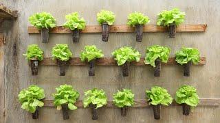  No garden  Use old plastic cups to plant a wonderful lush vegetable garden for the family