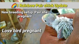 Budgies chicks update  breeding setup result update  love birds pregnant 