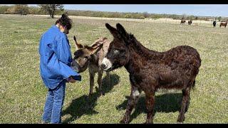 New amazing horse donkey and zebra mating video 2020 best compilation R