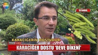 Karaciğer dostu Deve dikeni