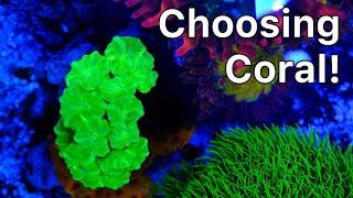 Choosing Coral For The New Tank The Prestige Reef Dork Show Ep 42