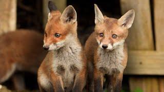 Red Fox Family’s Adorable Play Time  Discover Wildlife  Robert E Fuller