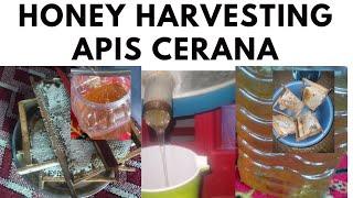 Honey Harvesting apis cerana kashmiri bees #purehoney #honey #honeycomb @Kashmiribeekeeper