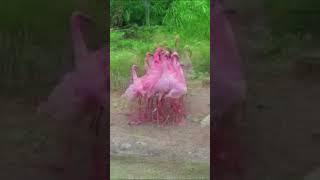 Spaanse Flamingo Dans  Stalking the Stork