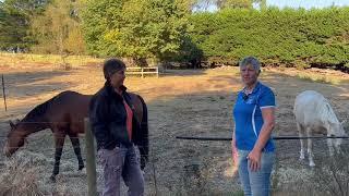 How Equine Bodywork Transformed Leah and Her Horses  Holistic Horseworks