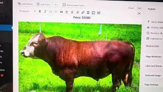 10 breeding bulls looking for a cow herd and farm to call home