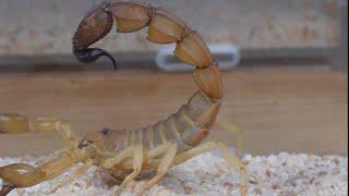 Have you ever seen a scorpion with such a thick tail? Which scorpion do you like best?尾巴这么粗的蝎子你见过吗？