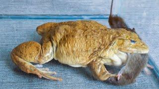 Asian Bullfrog vs 2 Mouse Giant Bullfrog Eat Mouse - Warning Live Feeding