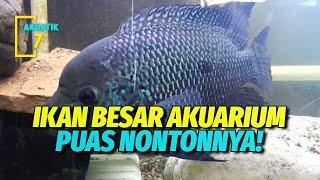 10 JENIS IKAN HIAS AIR TAWAR BESAR UNTUK AKUARIUM RUMAH  AKUATIK7