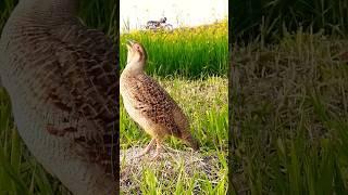 Gray Francolin Voice