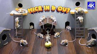 Cat TV games for cats to watch Ultimate Mice Hide & Seek - 8 Hours of Entertainment - 4K UHD 60FPS