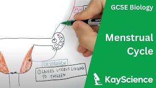 The Menstrual Cycle - GCSE Biology  kayscience.com