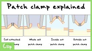 Patch Clamp Explained Cell-Attached Whole Cell Inside Out Outside Out Configurations  Clip