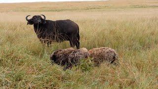 Buffalo mother just watches as hyenas eat her calf