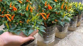 Tips for growing Chili in plastic bottles with  water at home many fruits