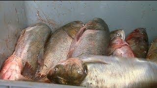 Asian Carp Processing Plant in Kentucky