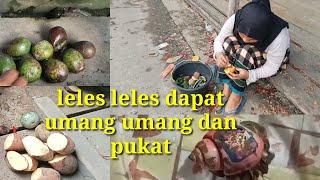 leles dapat pokat kentang dan umang umang