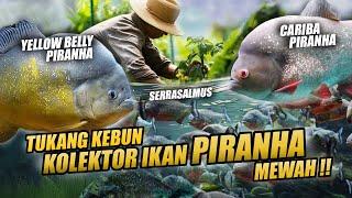 EPISODE KOLEKTOR  IKAN PREDATOR PIRANHA PULUHAN JUTA KOLEKSI TUKANG KEBUN IKAN MACEM OLIMPIADE 