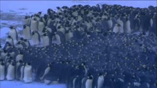 Emperor Penguins Huddle for Warmth  Nature on PBS