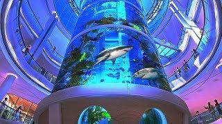 The largest aquarium in the shopping center Oceania