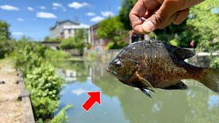 I Fished LIVE BAIT in a TINY Urban Canal... SHOCKING UNDERWATER FOOTAGE