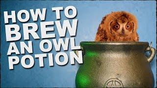 How To Brew A Magic Owl Potion