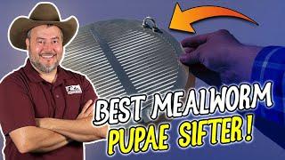 MEALWORM FARMING FOR BEGINNERS - BEST Mealworm Pupae Sifter